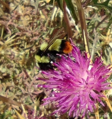 Bombus niveatus