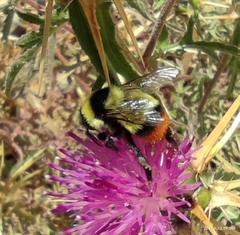 Bombus niveatus