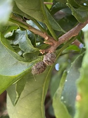 Discocephalinae