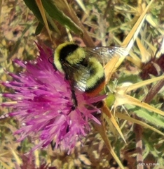 Bombus niveatus
