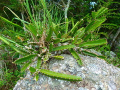 Selenicereus triangularis