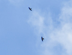 Tachycineta albiventer