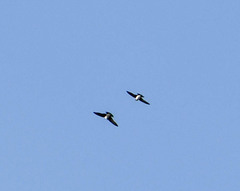 Tachycineta albiventer