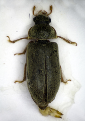 Byturus ochraceus