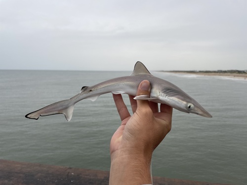 Atlantic Sharpnose Shark (Rhizoprionodon terraenovae) — Carcharhinidae — 2