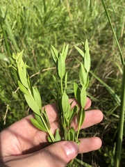 Lythrum alatum lanceolatum