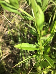Lythrum alatum lanceolatum