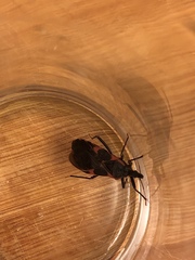 Triatoma sanguisuga