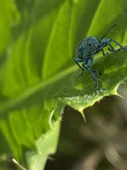 Phyllobius thalassinus