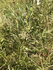 Asclepias hirtella