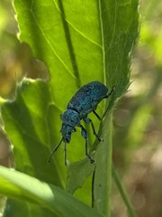 Phyllobius thalassinus
