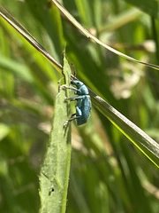 Phyllobius thalassinus