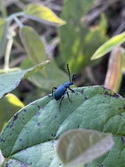 Prostenus