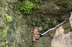 Bufo gargarizans