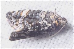 Thrincophora signigerana