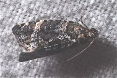Thrincophora signigerana