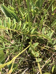 Astragalus crassicarpus