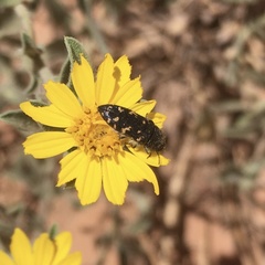 Acmaeodera knowltoni