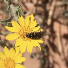 Acmaeodera knowltoni