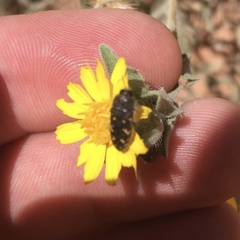 Acmaeodera knowltoni