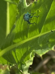 Phyllobius thalassinus