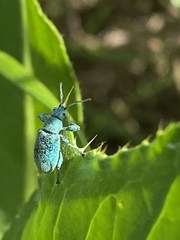 Phyllobius thalassinus