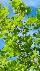Platanus