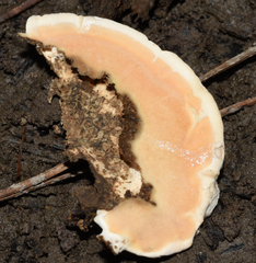 Piptoporellus soloniensis