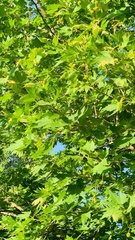 Platanus