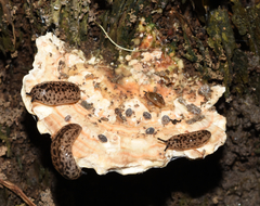 Piptoporellus soloniensis