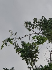 Anthreptes malacensis