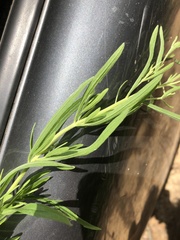 Eupatorium torreyanum