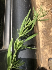 Eupatorium torreyanum