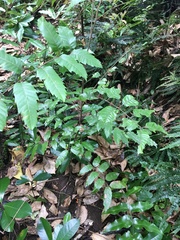 Alectryon excelsus excelsus