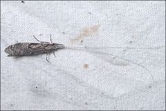 Triplectides similis