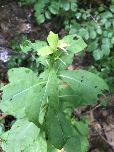 roundleaf goldenrod (Solidago patula)