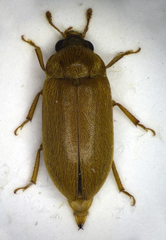 Byturus ochraceus