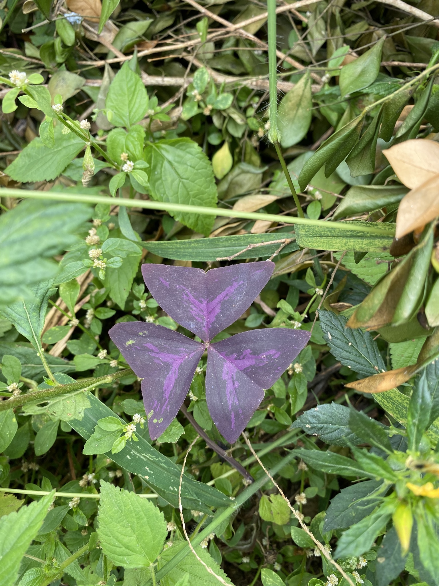 Oxalis triangularis