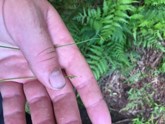 Isolepis reticularis