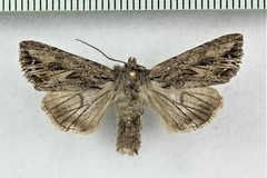 Anarta fusculenta