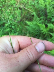 Isolepis reticularis