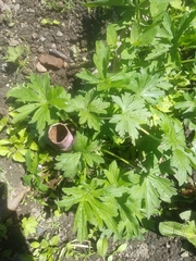 Geranium