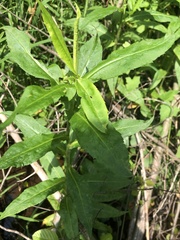 Symphyotrichum puniceum puniceum