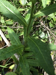 Symphyotrichum puniceum puniceum