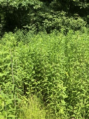 Symphyotrichum puniceum puniceum