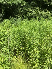 Symphyotrichum puniceum puniceum