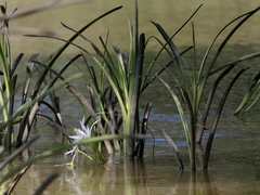 Crinum viviparum