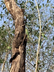 Psittacula krameri