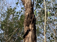 Psittacula krameri