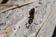Sapyga martinii